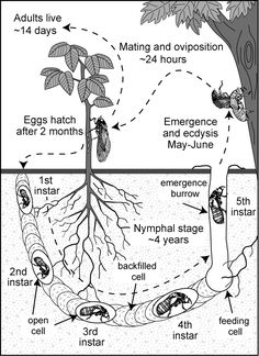 cicada life cycle diagram