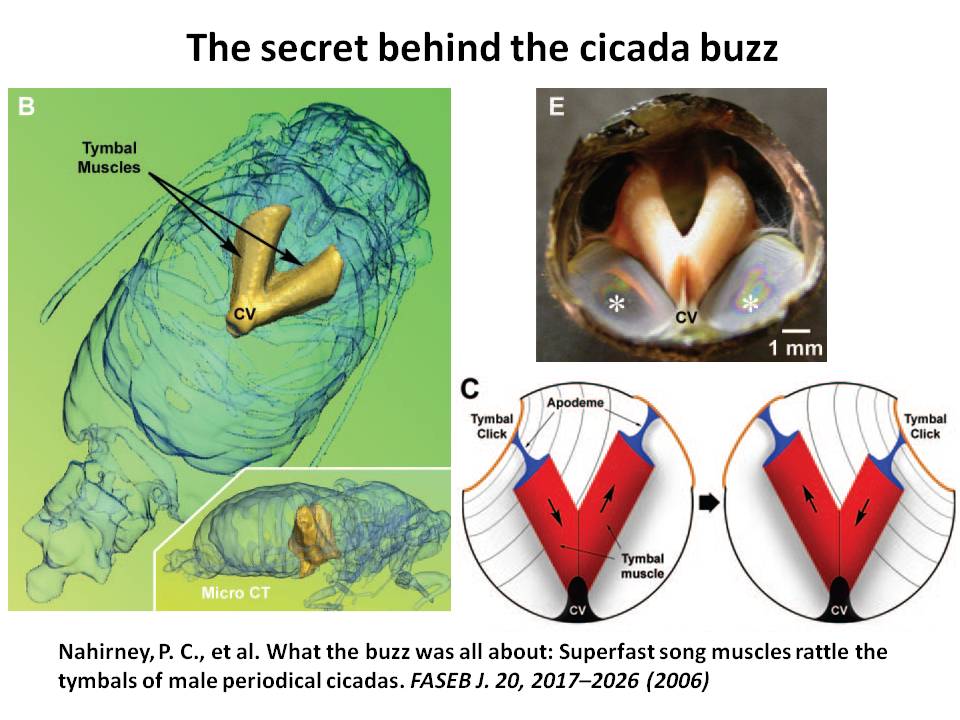 cicada life cycle diagram