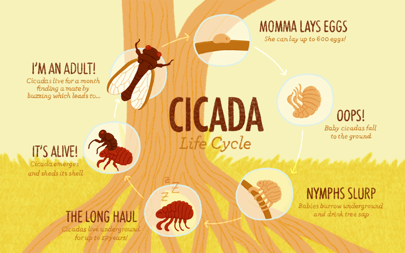 cicada life cycle diagram