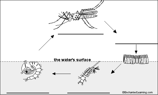 cicada life cycle diagram