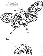 cicada life cycle diagram