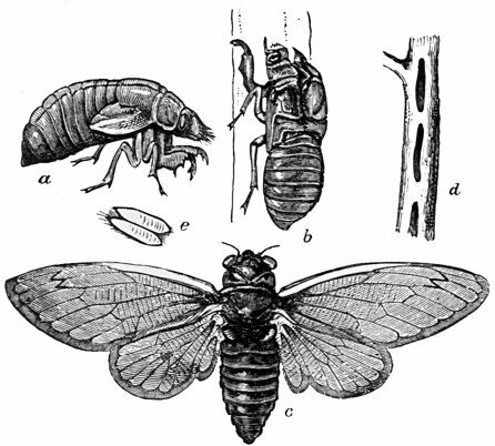 cicada life cycle diagram