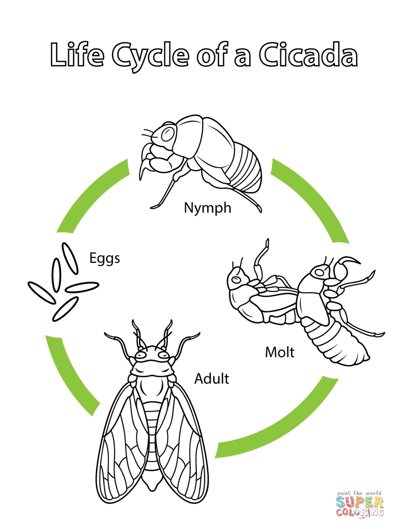 cicada life cycle diagram