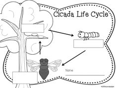 cicada life cycle diagram