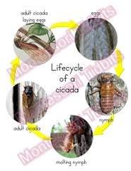 cicada life cycle diagram