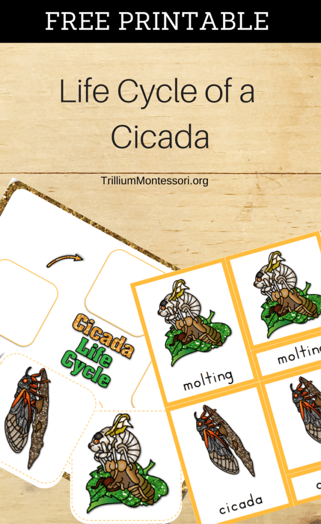 Life Cycle Of A Cicada Diagram