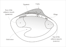 clam diagram labeled