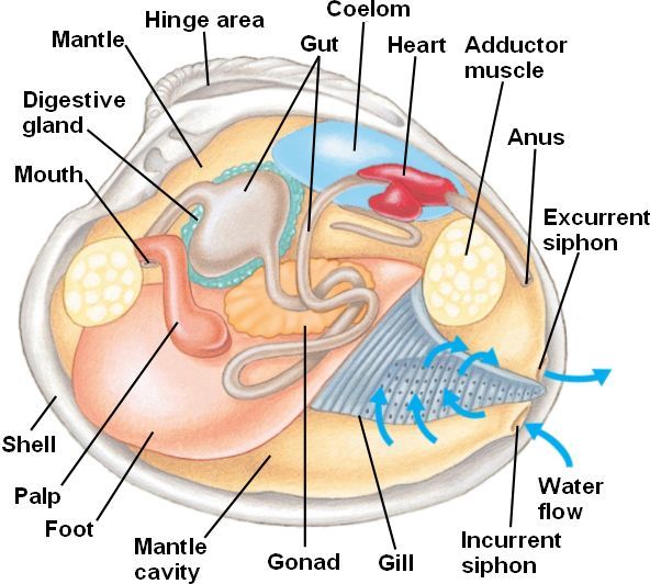 clam diagram labeled