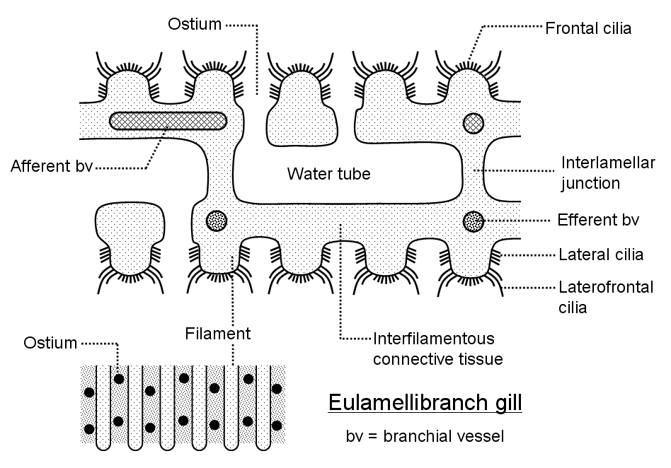 clam diagram labeled