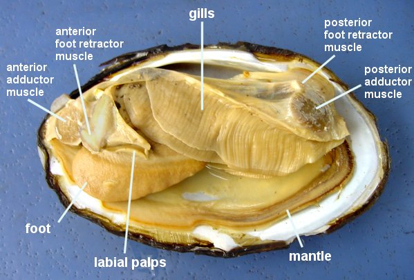clam worm diagram