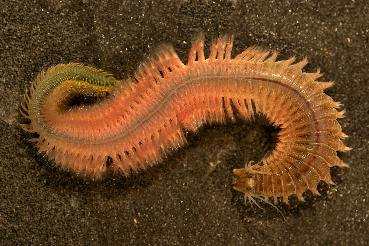 clam worm diagram