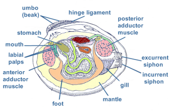 clam worm diagram