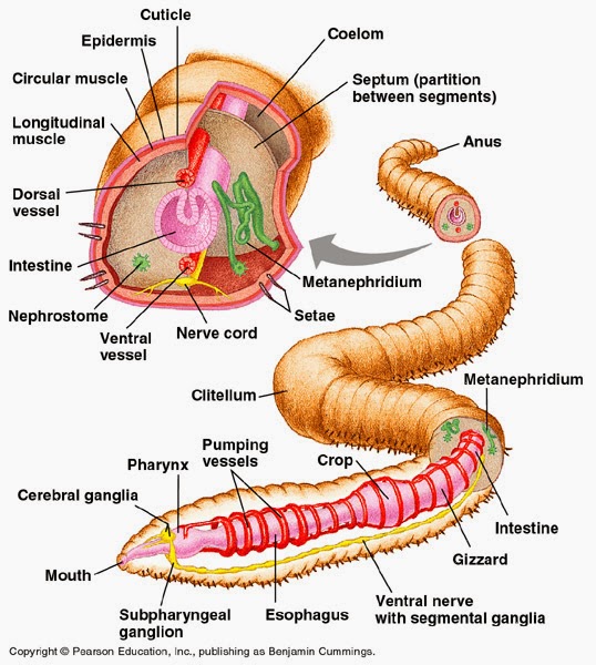 clam worm diagram