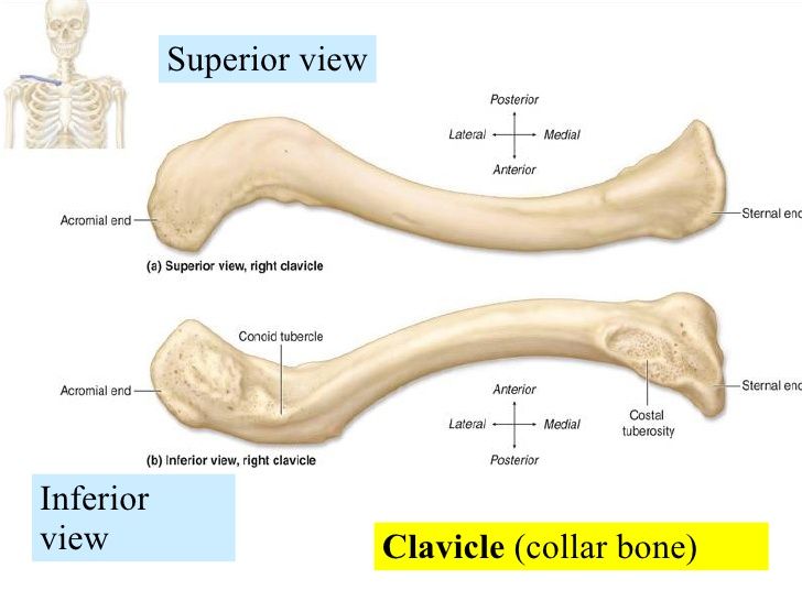 clavicle labeled diagram