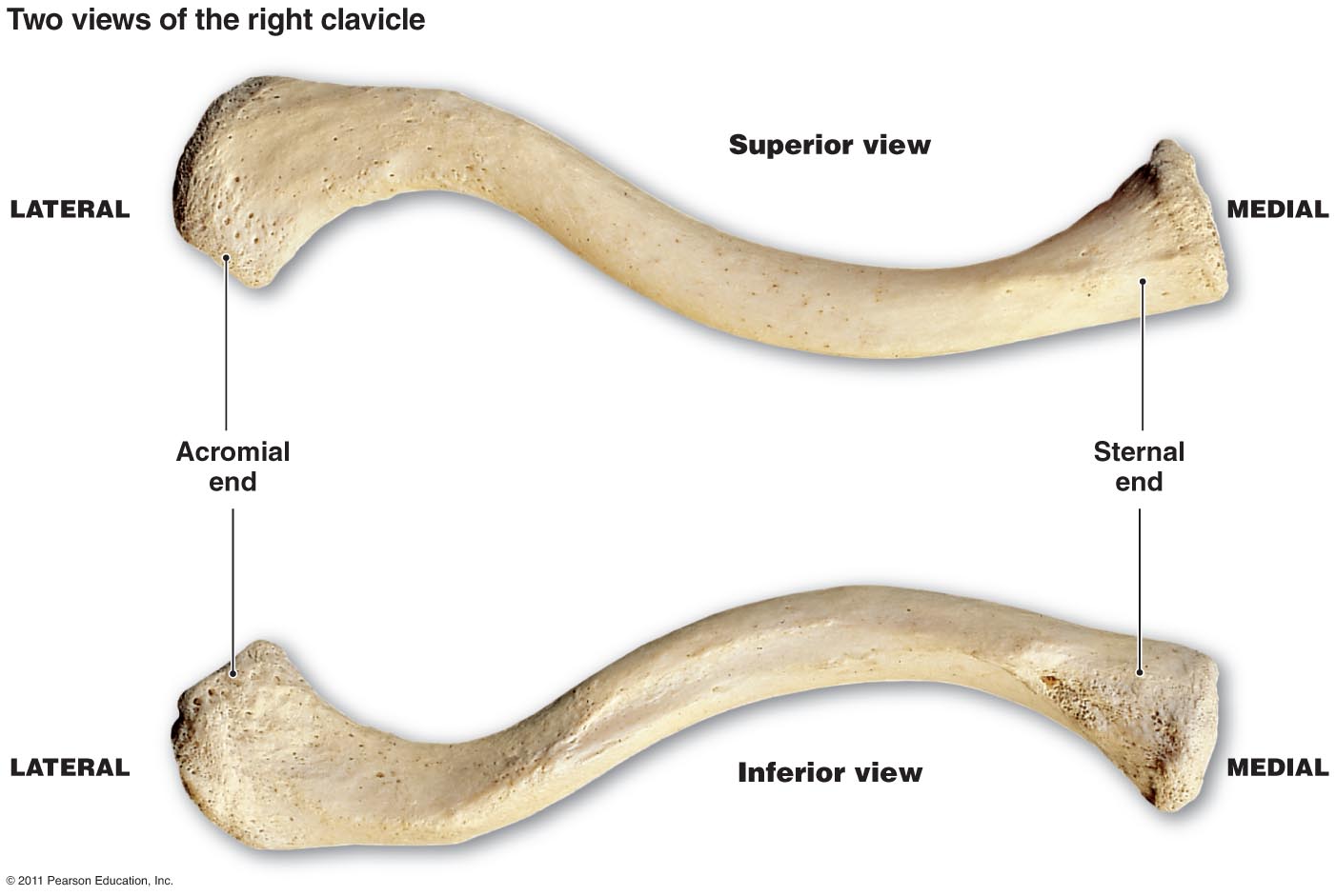 clavicle labeled diagram