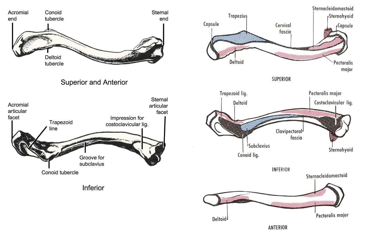 clavicle labeled diagram