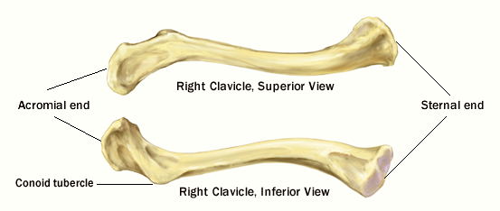 clavicle labeled diagram