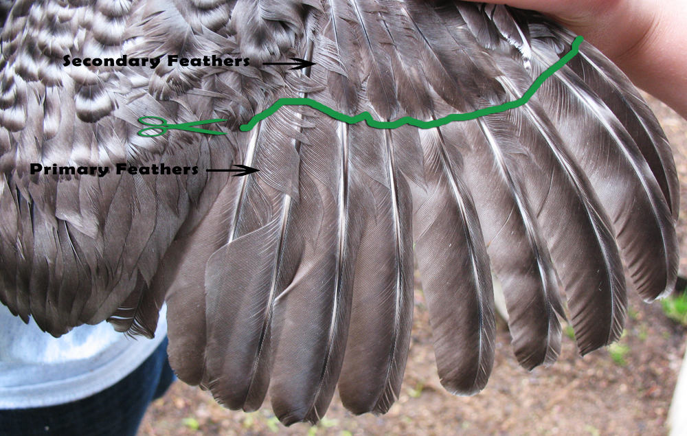 clipping chicken wings diagram