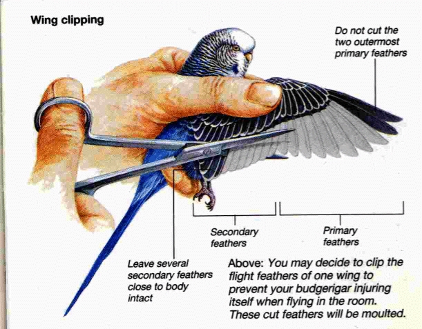 clipping chicken wings diagram