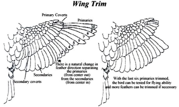 clipping parakeet wings diagram