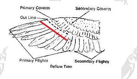 clipping parakeet wings diagram