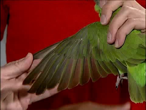 clipping parakeet wings diagram