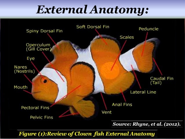 clownfish diagram