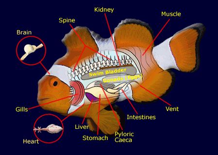 clownfish diagram
