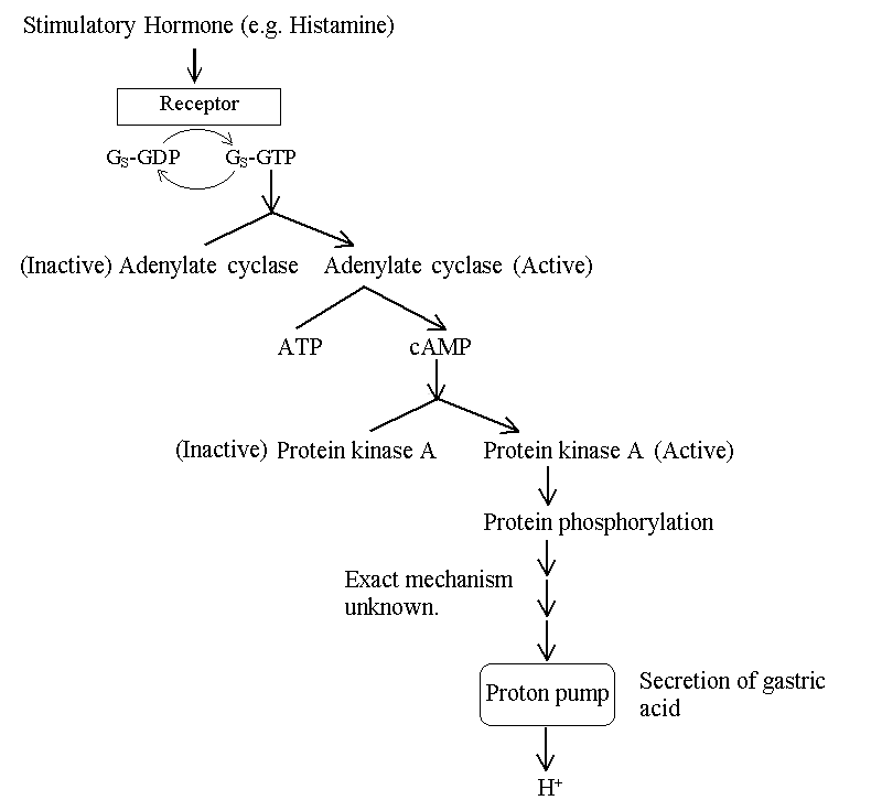 coagulation cascade diagram simple