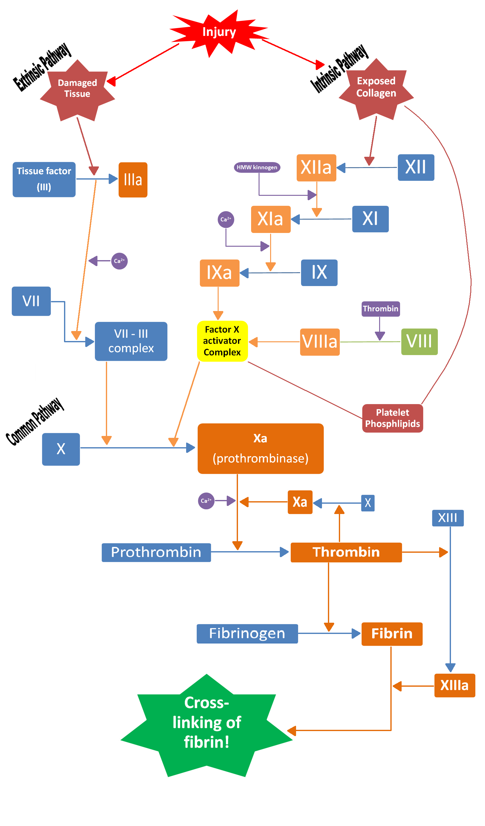 coagulation cascade diagram simple