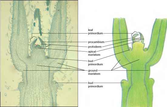 coleus stem tip diagram