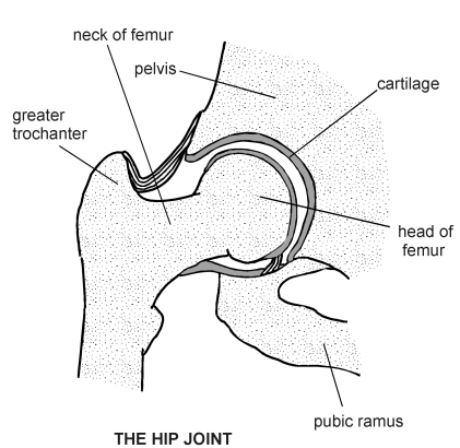 condyloid joint diagram