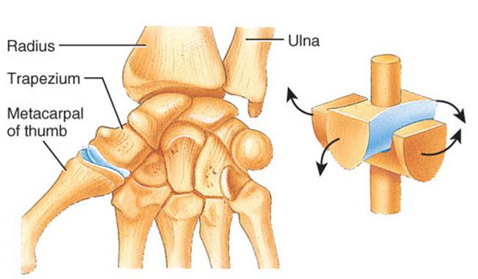 condyloid joint diagram