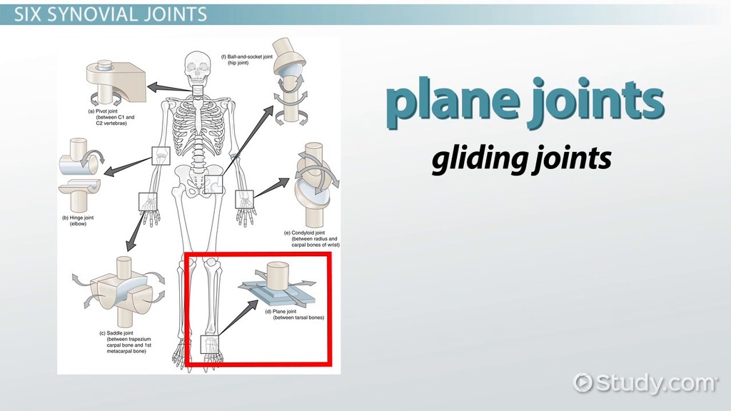 condyloid joint diagram