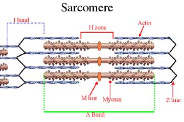 contracted sarcomere diagram