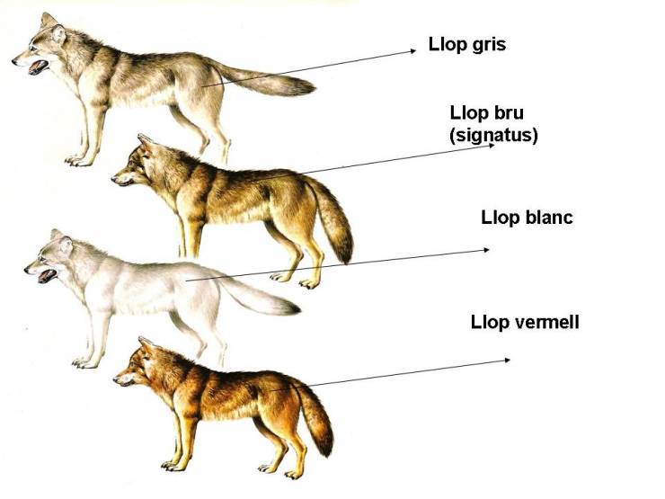 coyote vitals diagram