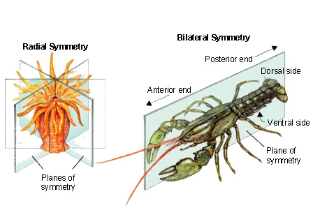 crayfish diagram labeled