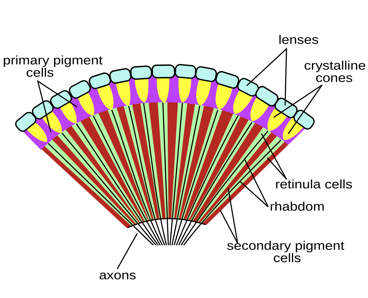 crayfish diagram labeled