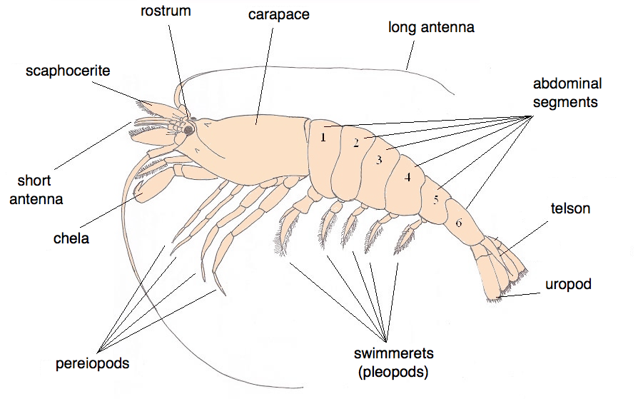 crayfish diagram labeled