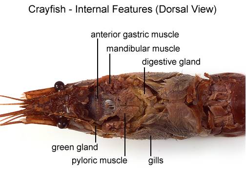 crayfish internal diagram