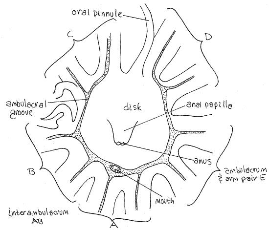 crinoid diagram