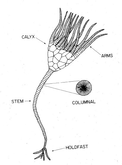 crinoid diagram