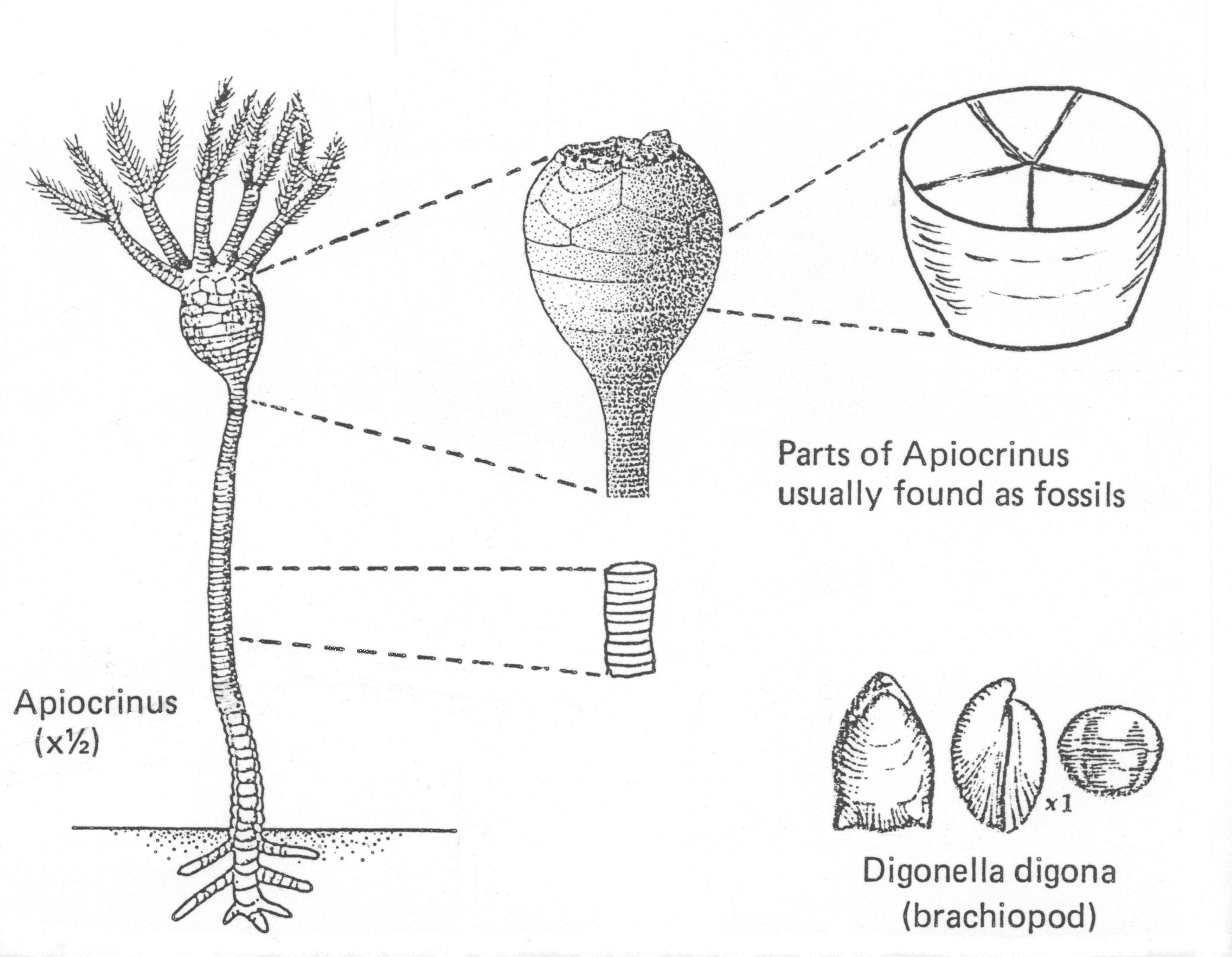 crinoid diagram