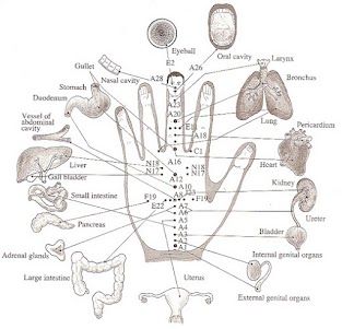 cupping points diagram