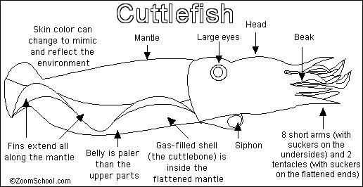 cuttlefish diagram