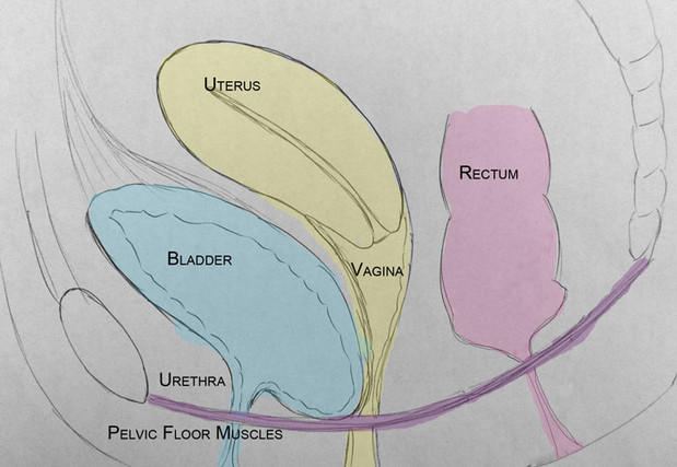 cystocele diagram