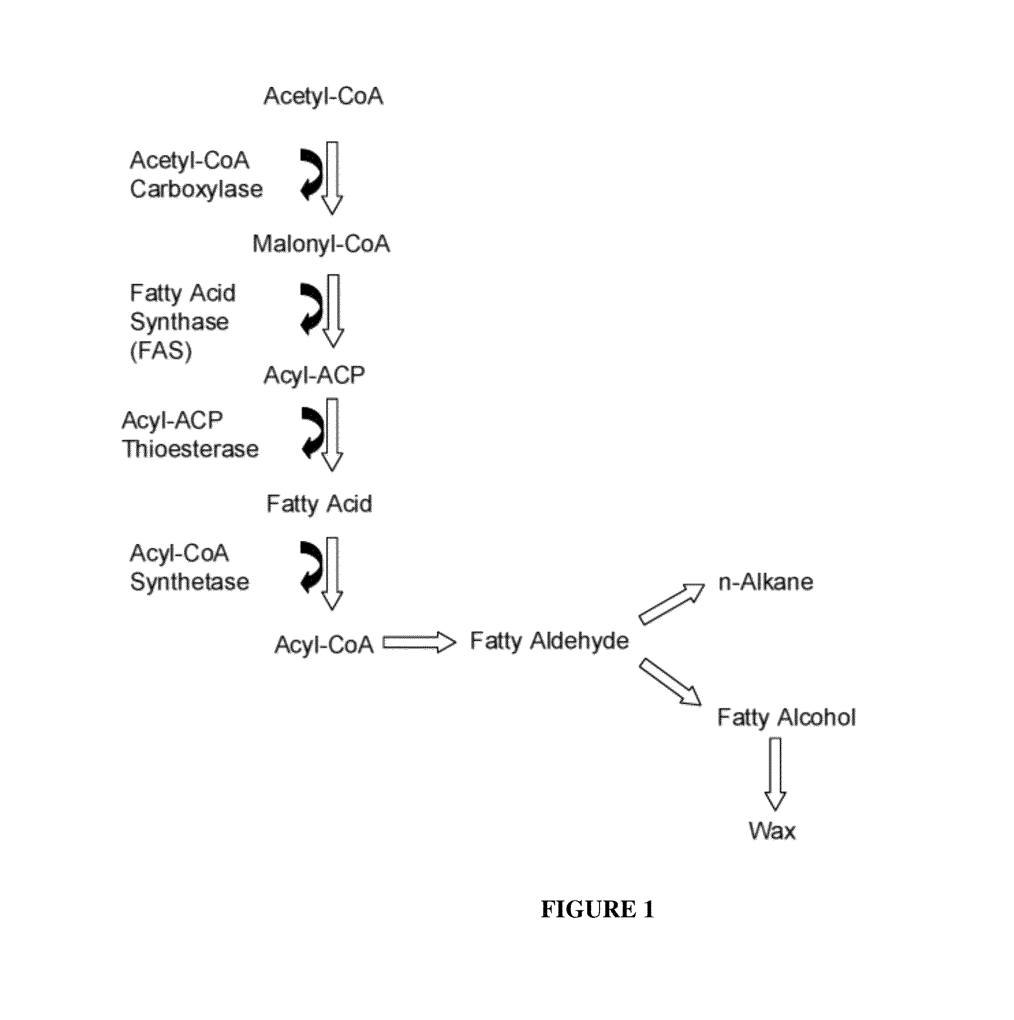 daphnia labeled diagram