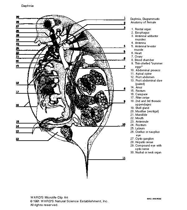 daphnia labeled diagram