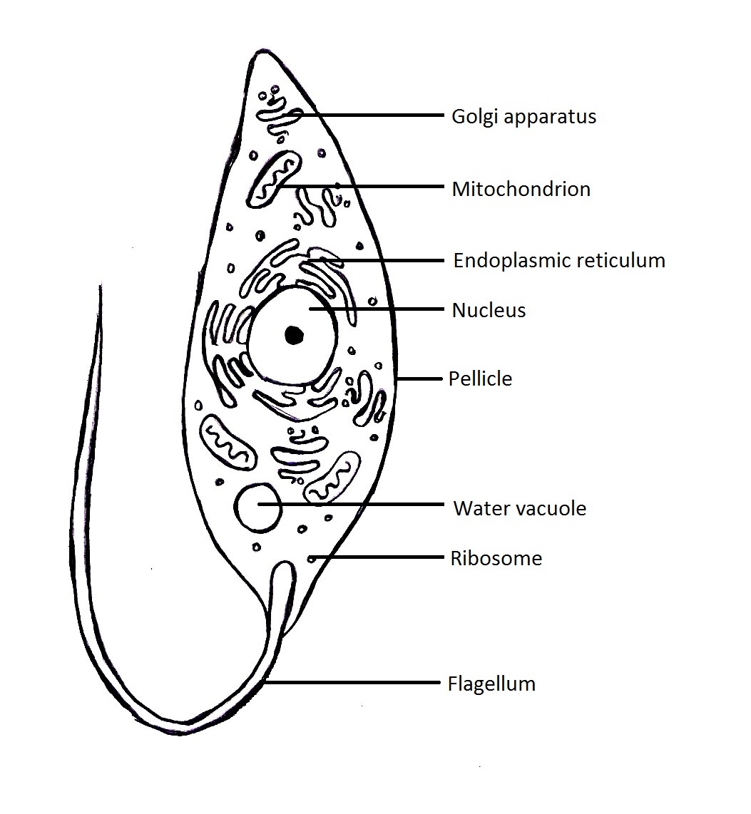 daphnia labeled diagram