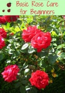 deadheading roses diagram